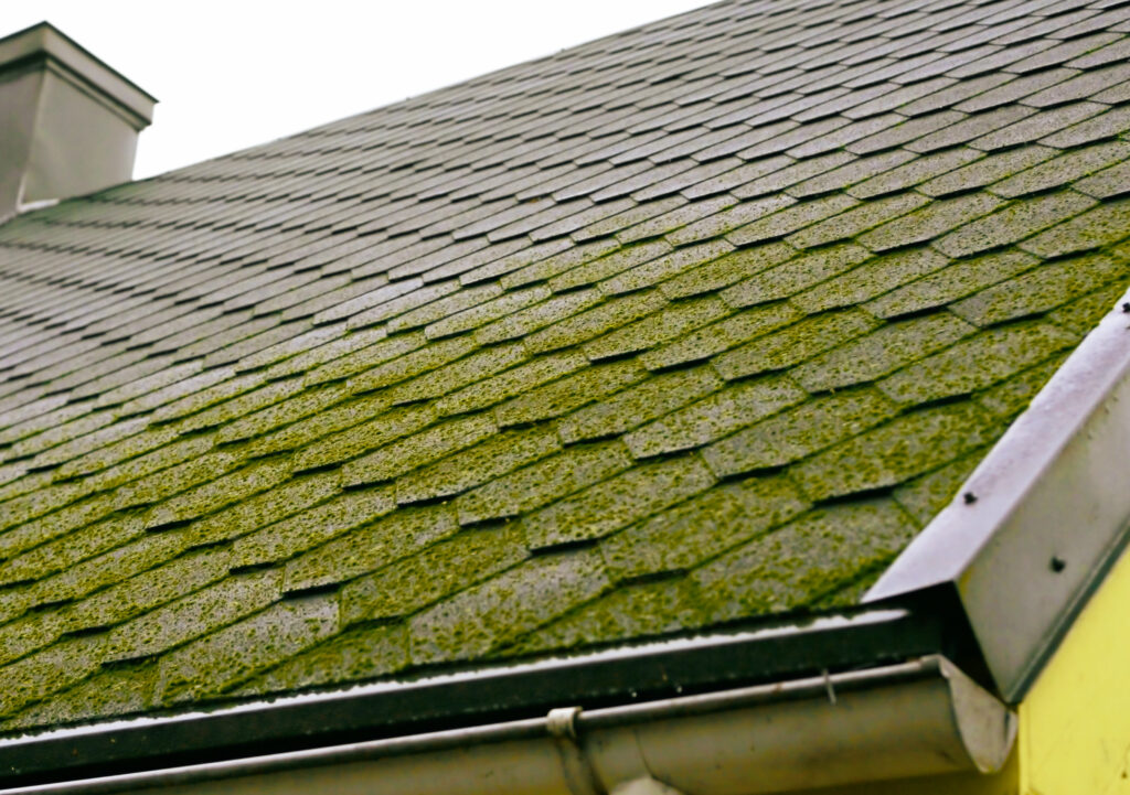 moss on your roof; roof moss removal; removing moss from your roof; signs you need a new roof