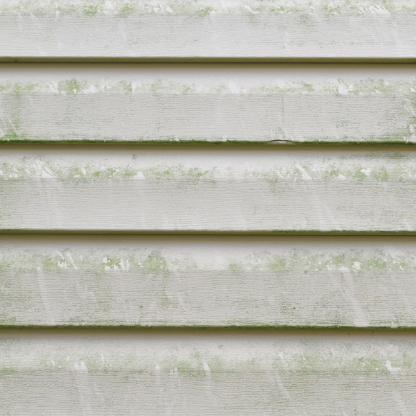 moss growing on siding