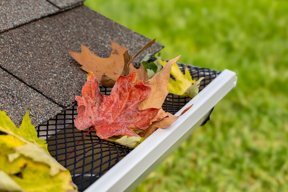 a gutter guard with leaves