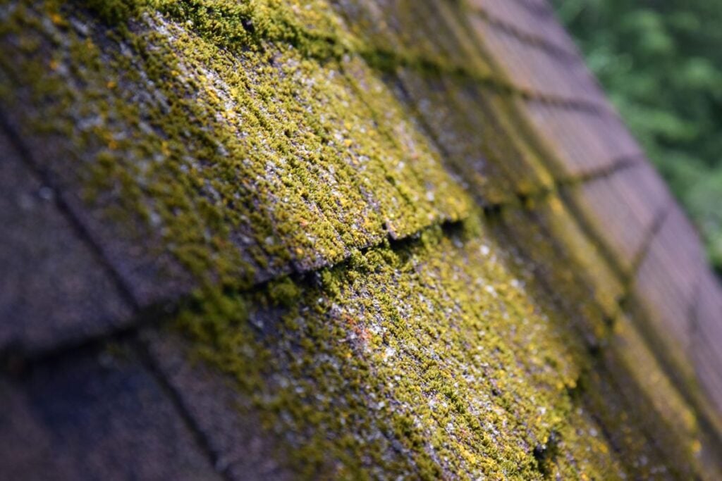 green and yellow moss on roof close up