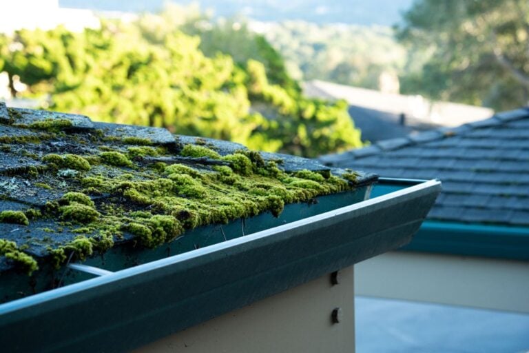 moss on roof close up dark grey